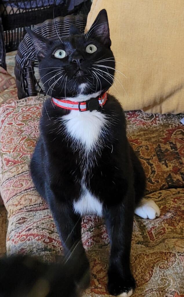 Toothless photo 4
