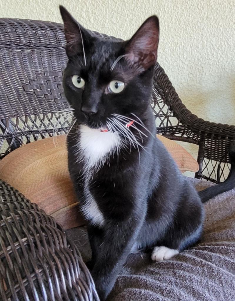 Toothless photo 2
