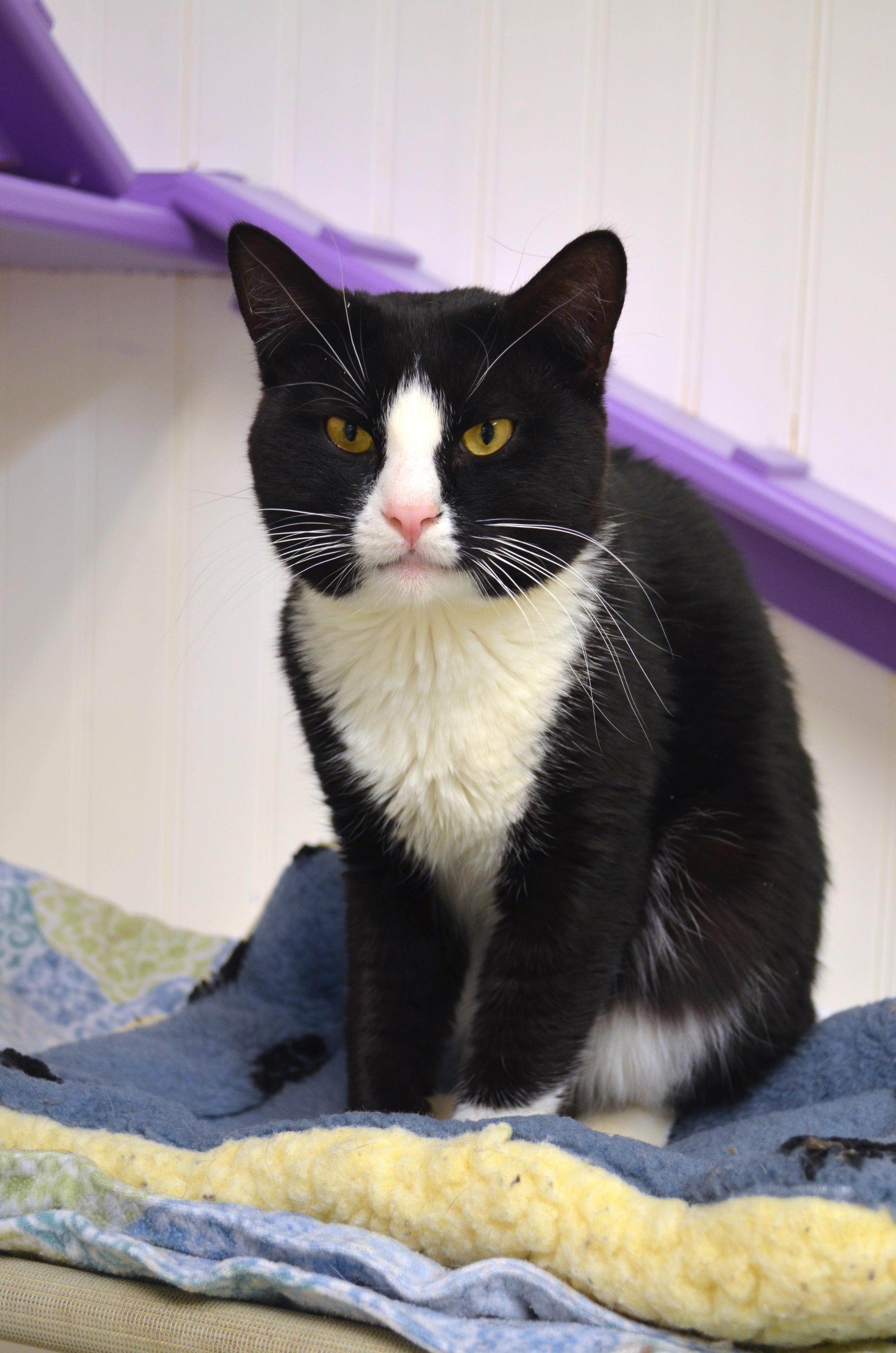 Hemi, an adopted Domestic Short Hair in Westbrook, CT image 2/6