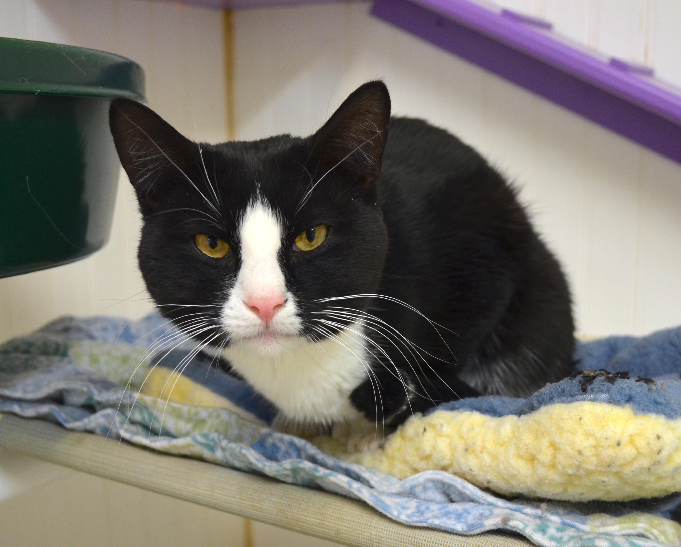 Hemi, an adopted Domestic Short Hair in Westbrook, CT image 1/6
