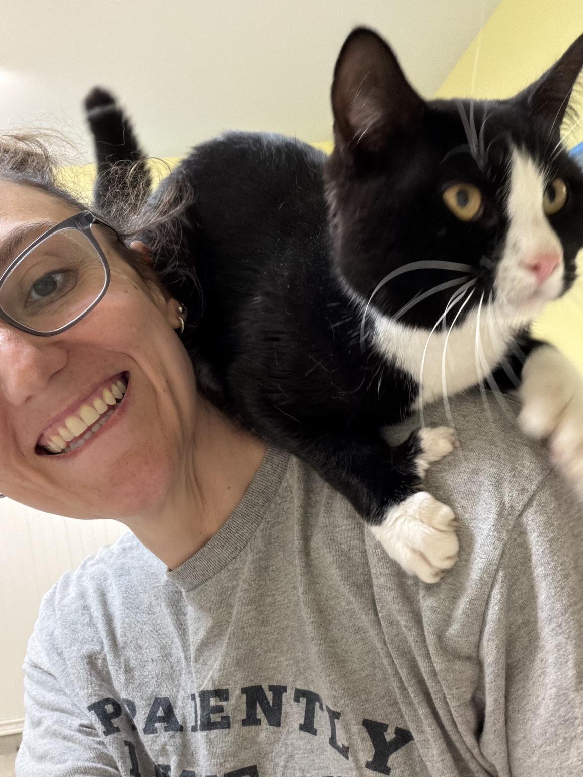 Hemi, an adopted Domestic Short Hair in Westbrook, CT image 4/6