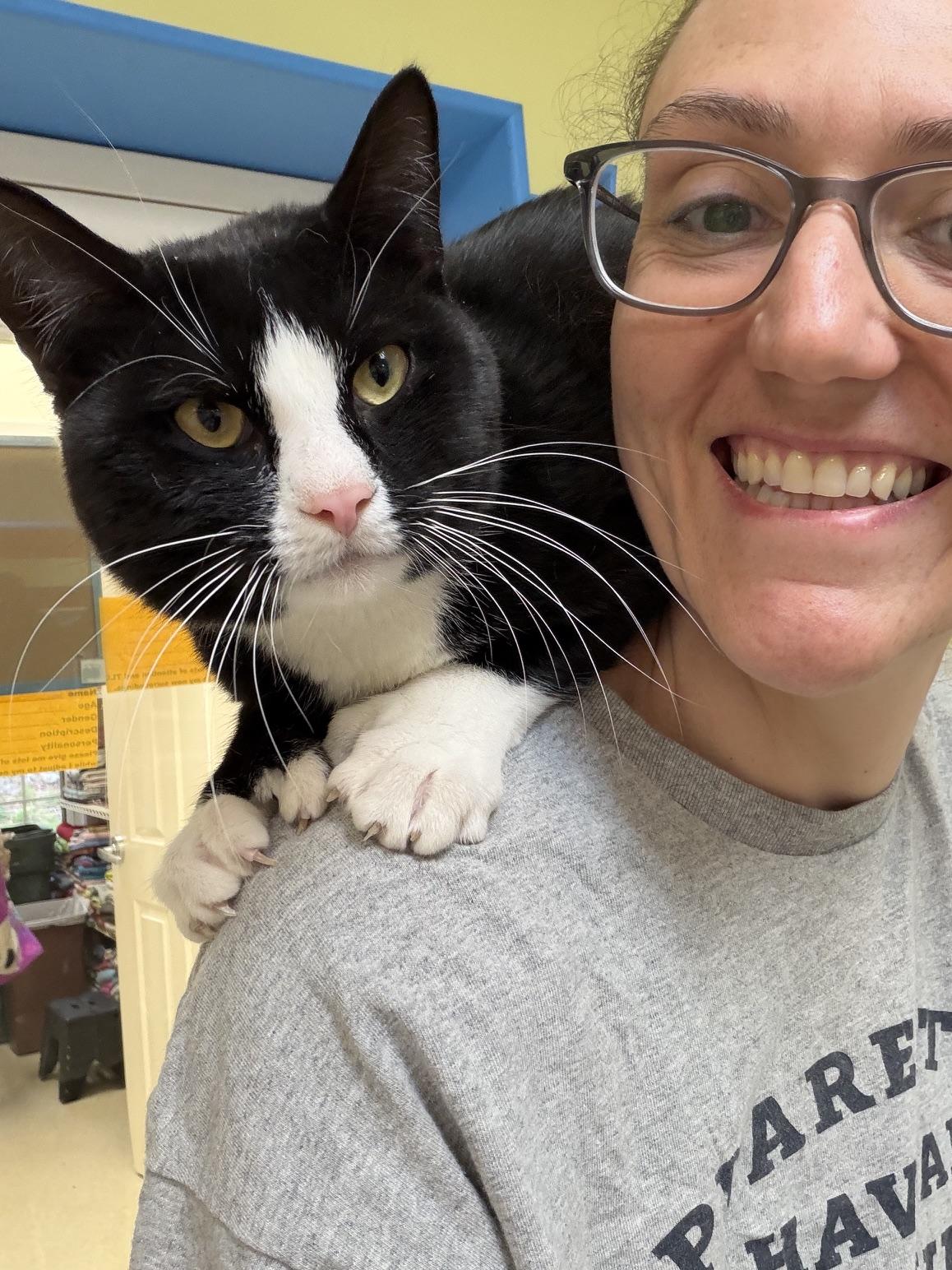 Hemi, an adopted Domestic Short Hair in Westbrook, CT image 3/6