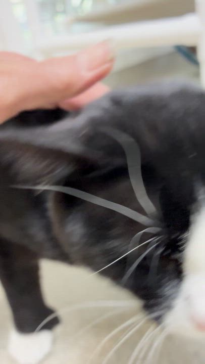 Enlarge Hemi, an adopted Domestic Short Hair in Westbrook, CT video 5/6