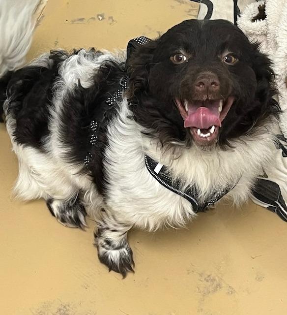 Snickers, Adoptable, Young Male Pomeranian & Papillon.