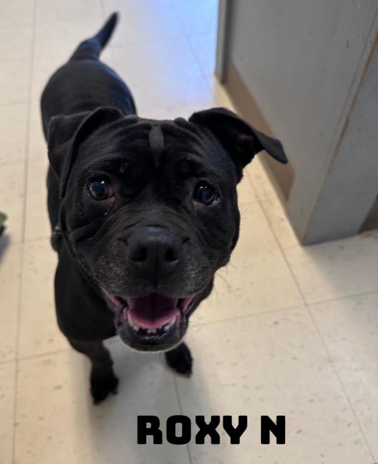 Roxy N, adopted, Adult Female Bulldog.
