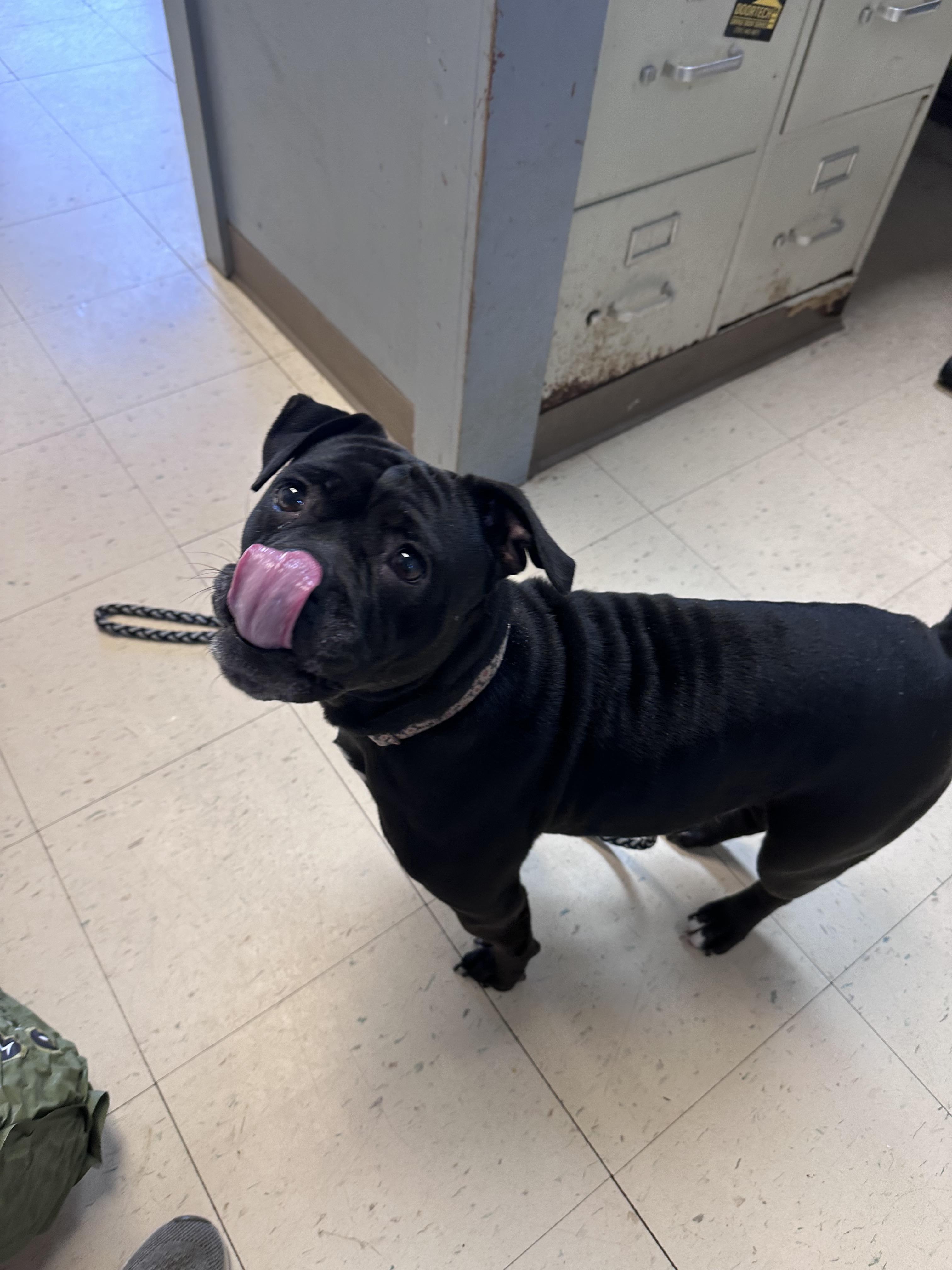 Roxy N, an adopted mixed breed in Dyersburg, TN image 3/4