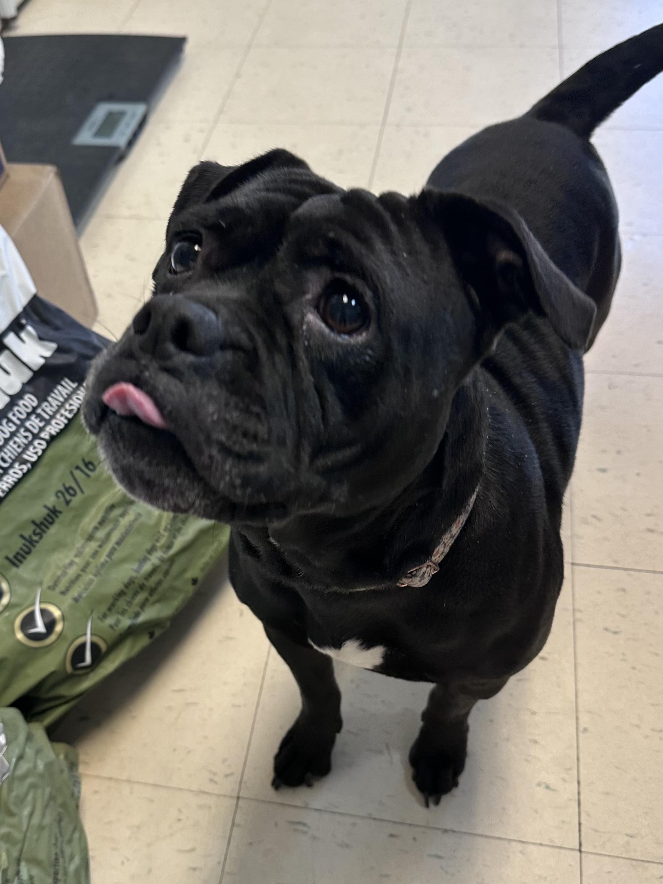 Roxy N, an adopted mixed breed in Dyersburg, TN image 4/4