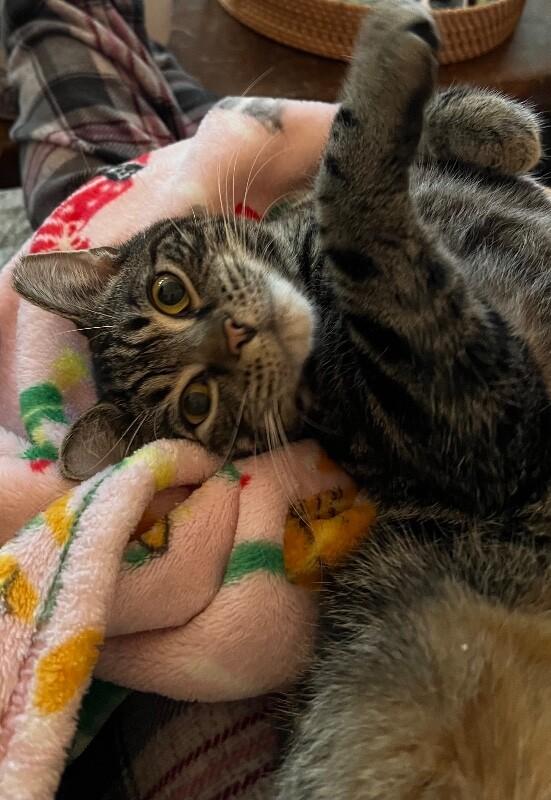 Angel — thumbnail 3