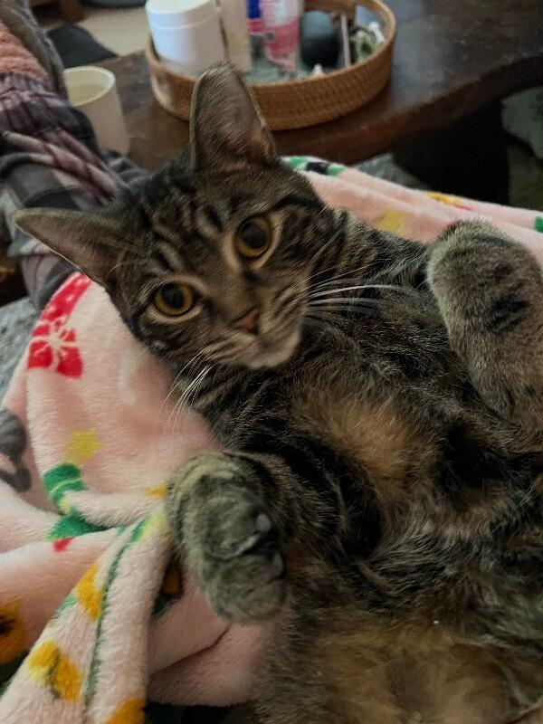 Angel — thumbnail 4