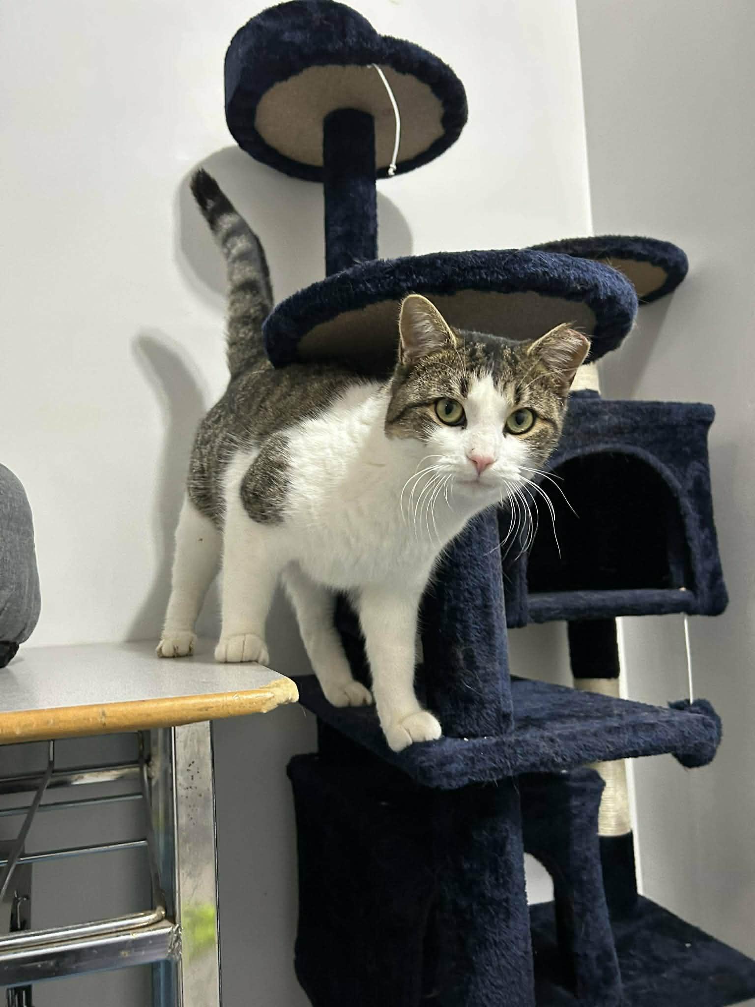 Del, ADOPTABLE, Adult Male Domestic Short Hair.