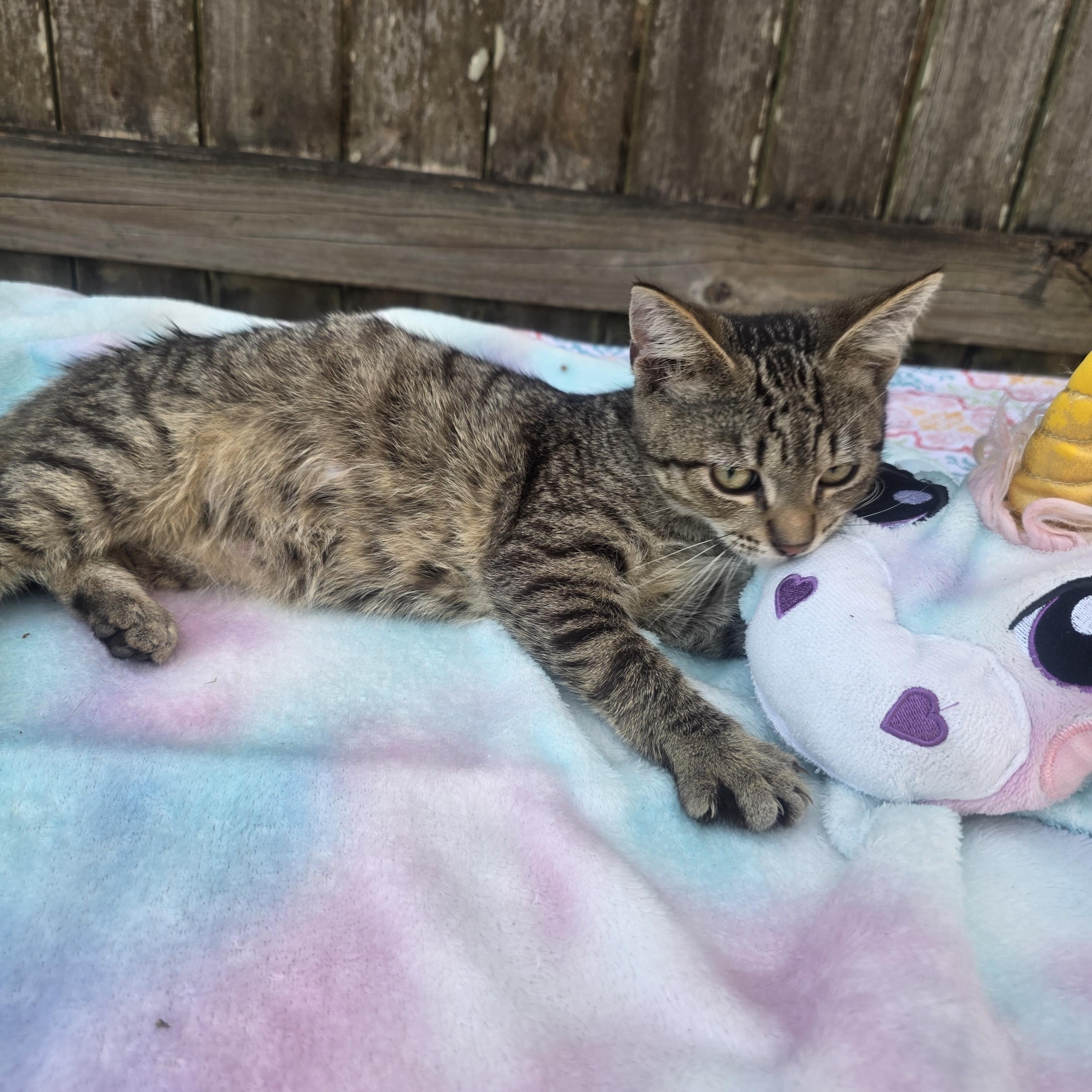 Enlarge Angel, a ADOPTABLE Tabby in Boca Raton, FL image 3/4