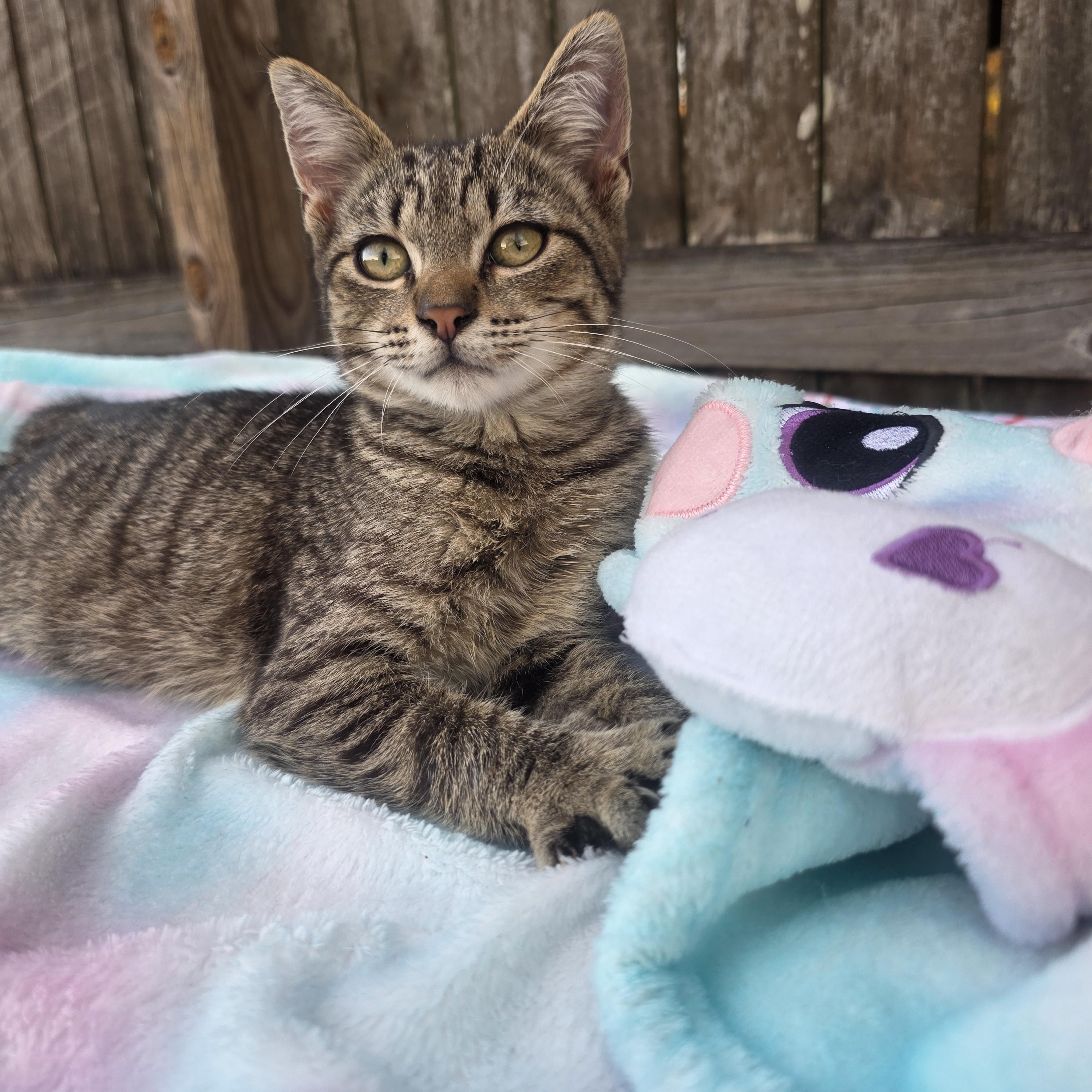 Enlarge Angel, a ADOPTABLE Tabby in Boca Raton, FL image 2/4