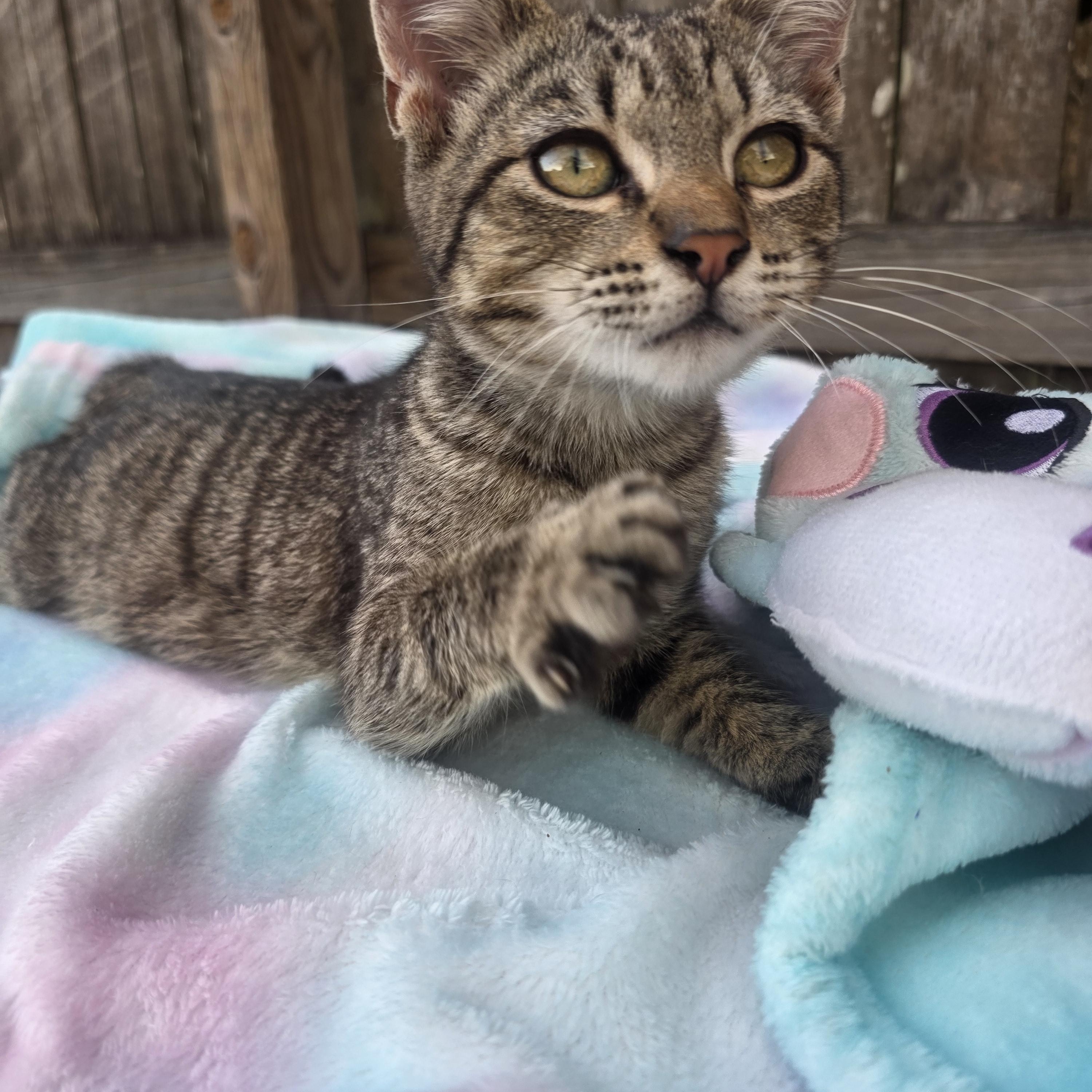 Enlarge Angel, a ADOPTABLE Tabby in Boca Raton, FL image 1/4