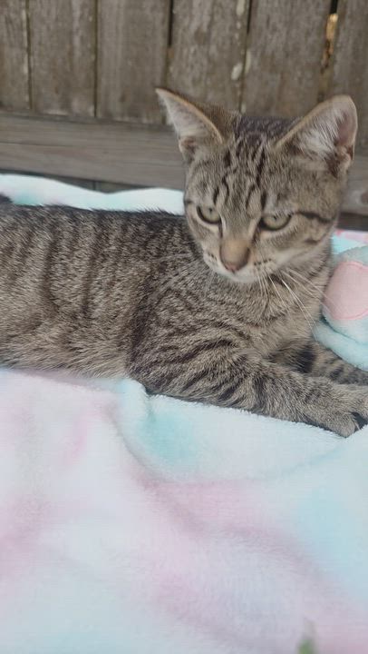 Enlarge Angel, a ADOPTABLE Tabby in Boca Raton, FL video 4/4