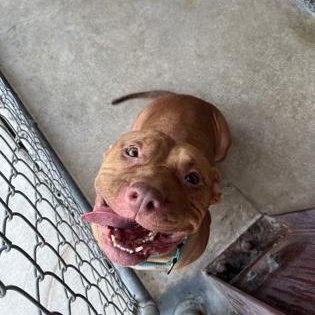Croissant, ADOPTABLE, Adult Female Terrier.