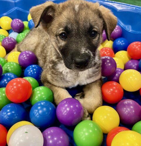 Nalu, a Adoptable mixed breed in Henderson, NV image 1/2