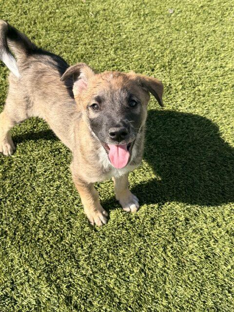 Nalu, a Adoptable mixed breed in Henderson, NV image 2/2