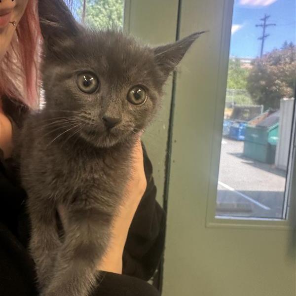 Dragon, Adoptable, Kitten Female Domestic Medium Hair.