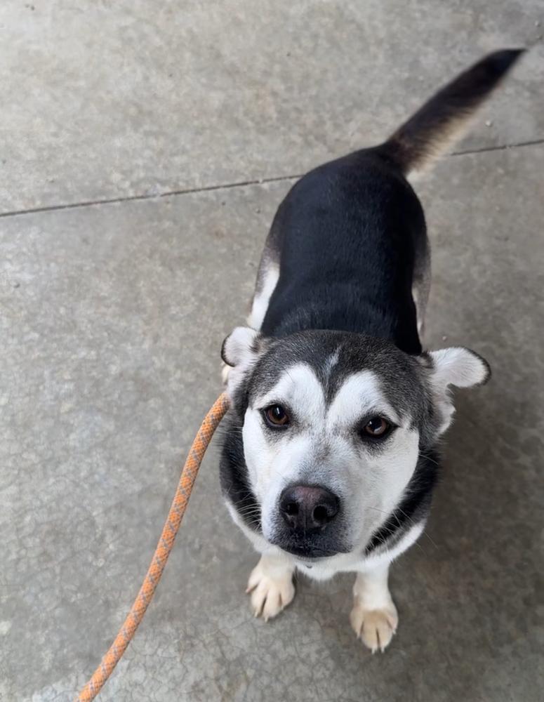 Enlarge DIXIE, a Adoptable mixed breed in Rochester, IN image 1/2