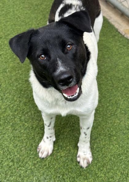 Koda — thumbnail 2