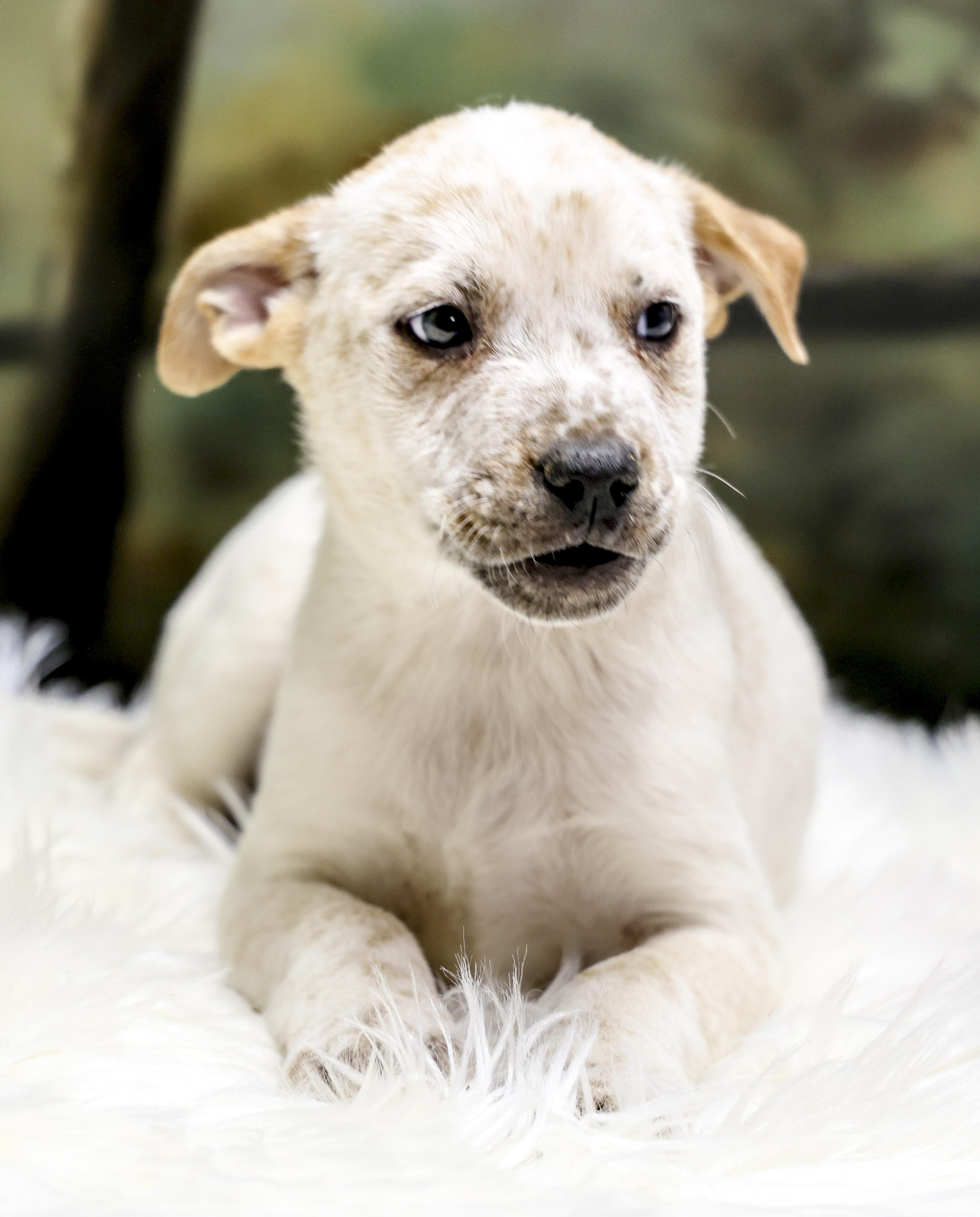 The Heeler Puppies -- Dogwood, an adopted mixed breed in Casa Grande, AZ image 3/3