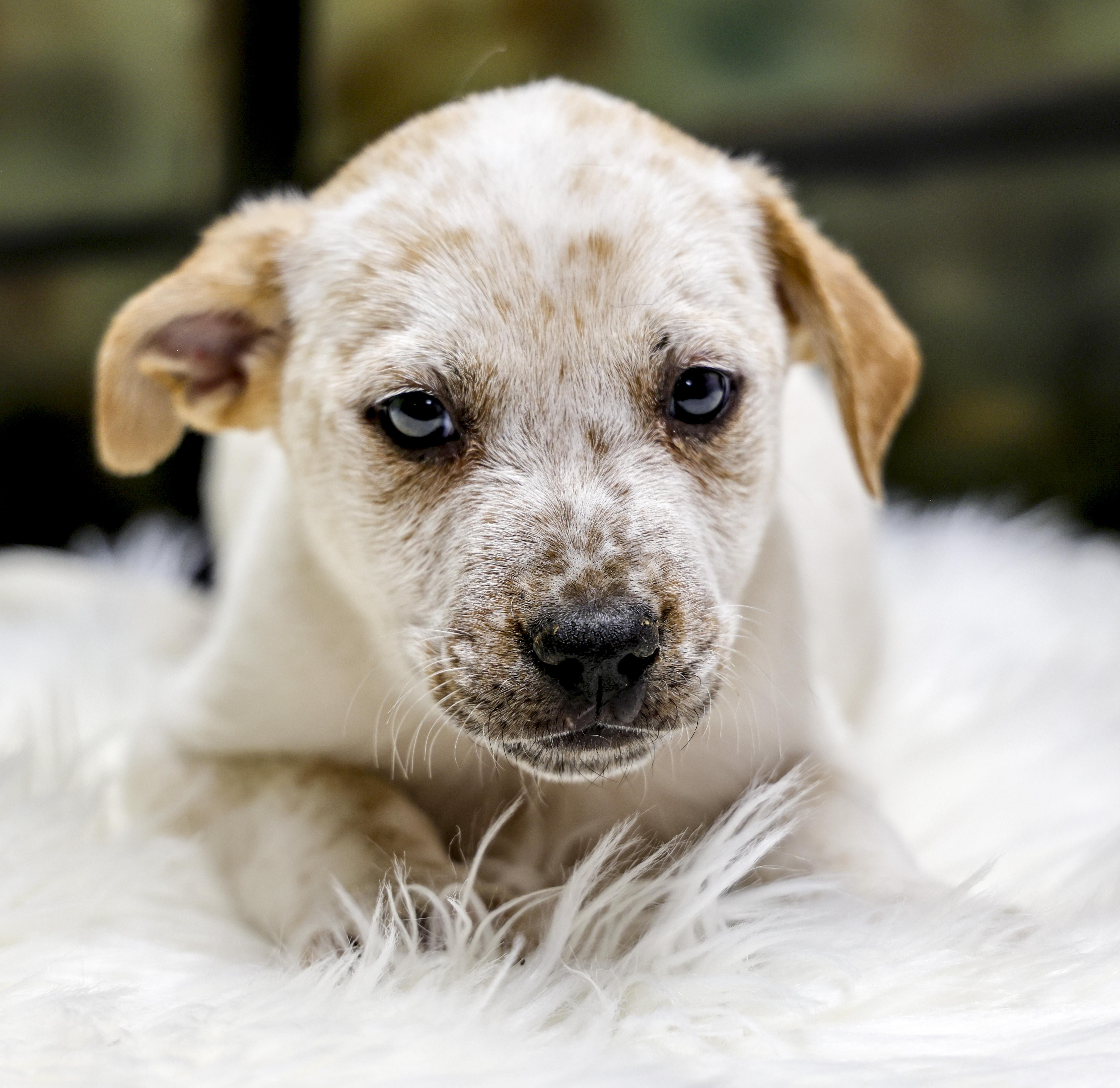 The Heeler Puppies -- Dogwood, an adopted mixed breed in Casa Grande, AZ image 1/3