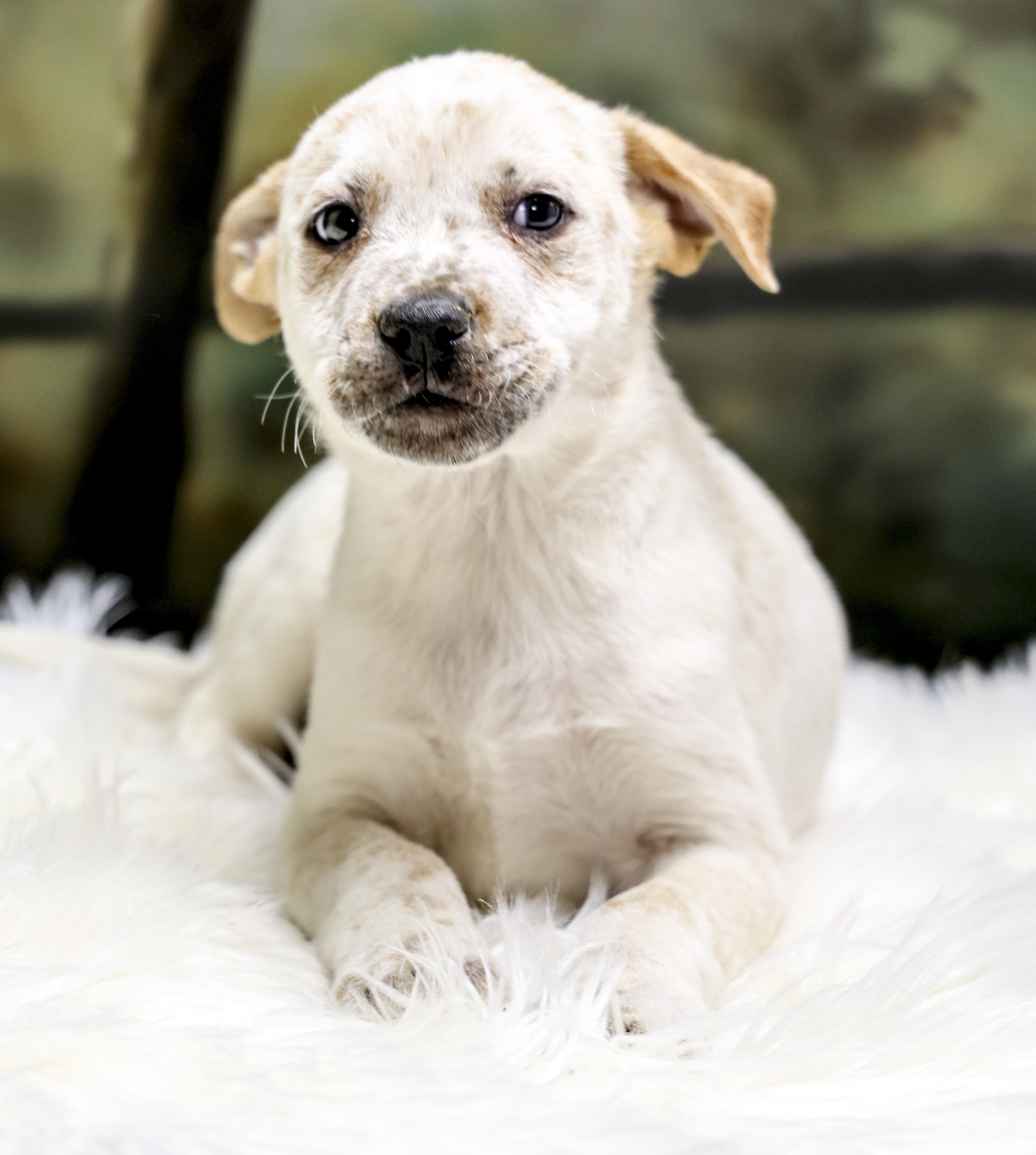 The Heeler Puppies -- Dogwood, an adopted mixed breed in Casa Grande, AZ image 2/3