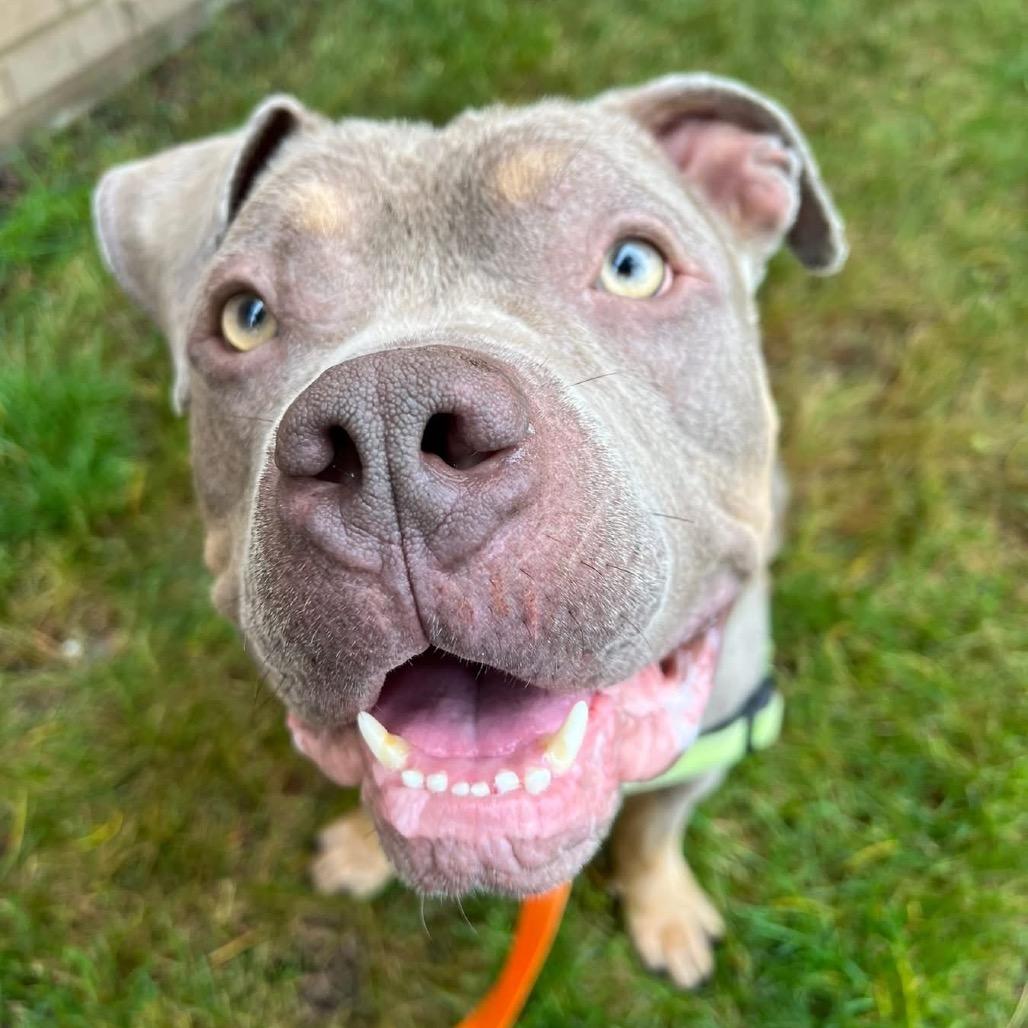 Enlarge Meatball, a Adoptable Mixed Breed in Pittsburgh, PA image 1/6