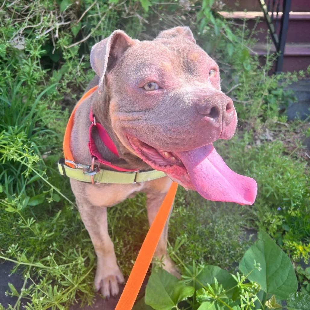 Enlarge Meatball, a Adoptable Mixed Breed in Pittsburgh, PA image 2/6