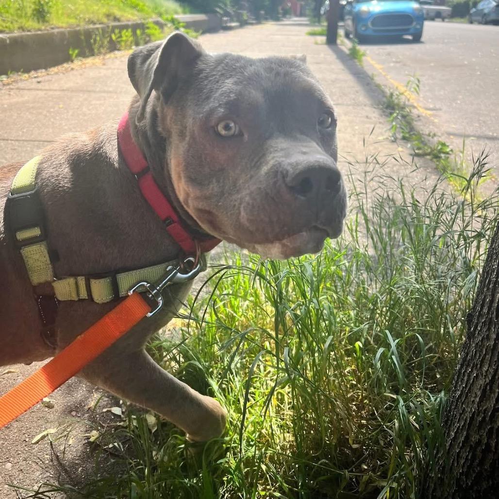 Enlarge Meatball, a Adoptable Mixed Breed in Pittsburgh, PA image 3/6