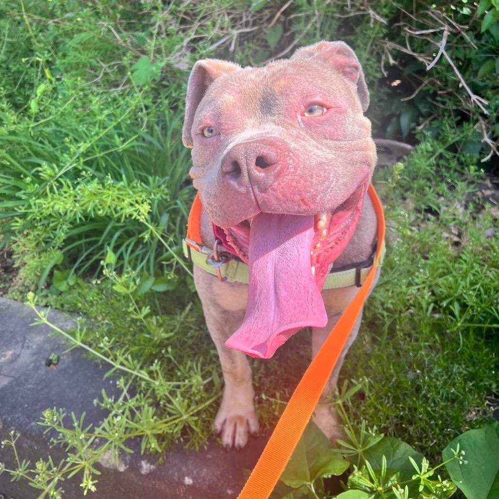 Enlarge Meatball, a Adoptable Mixed Breed in Pittsburgh, PA image 4/6