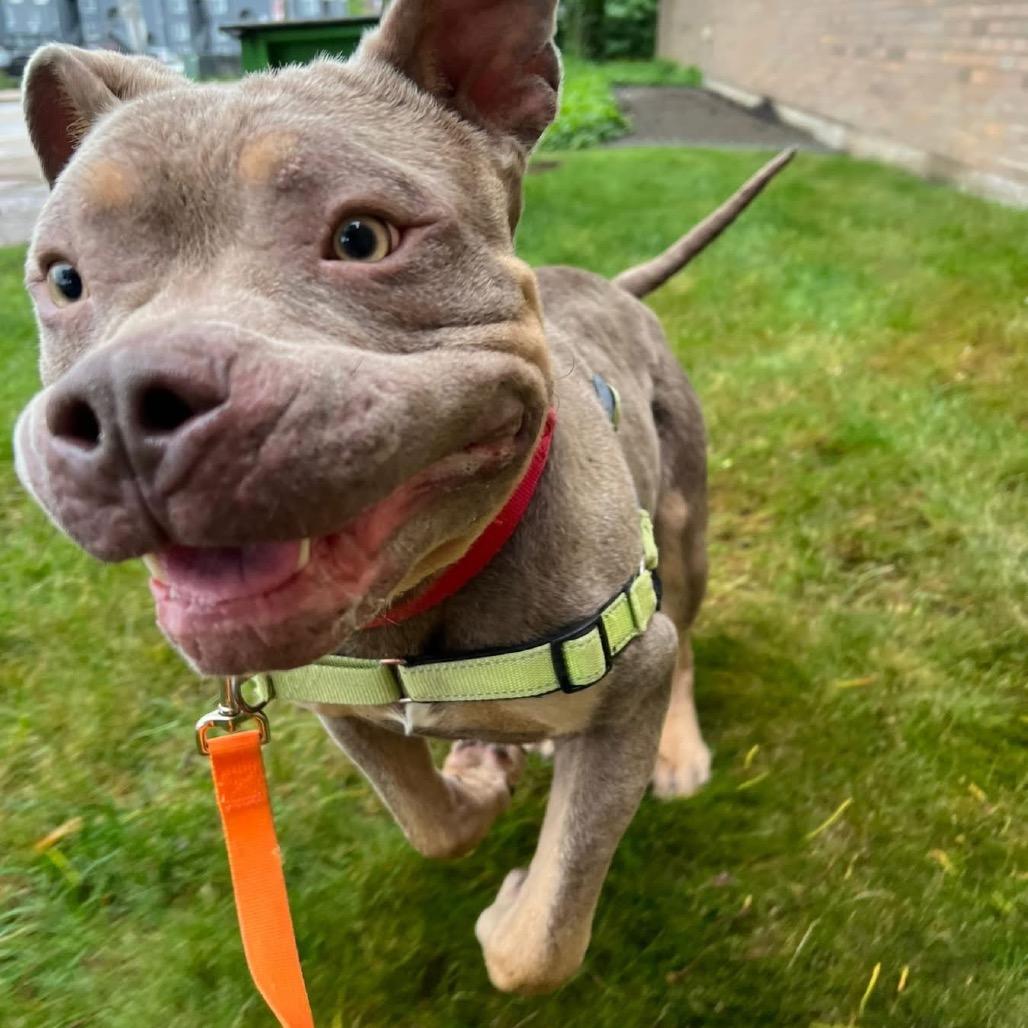 Enlarge Meatball, a Adoptable Mixed Breed in Pittsburgh, PA image 5/6
