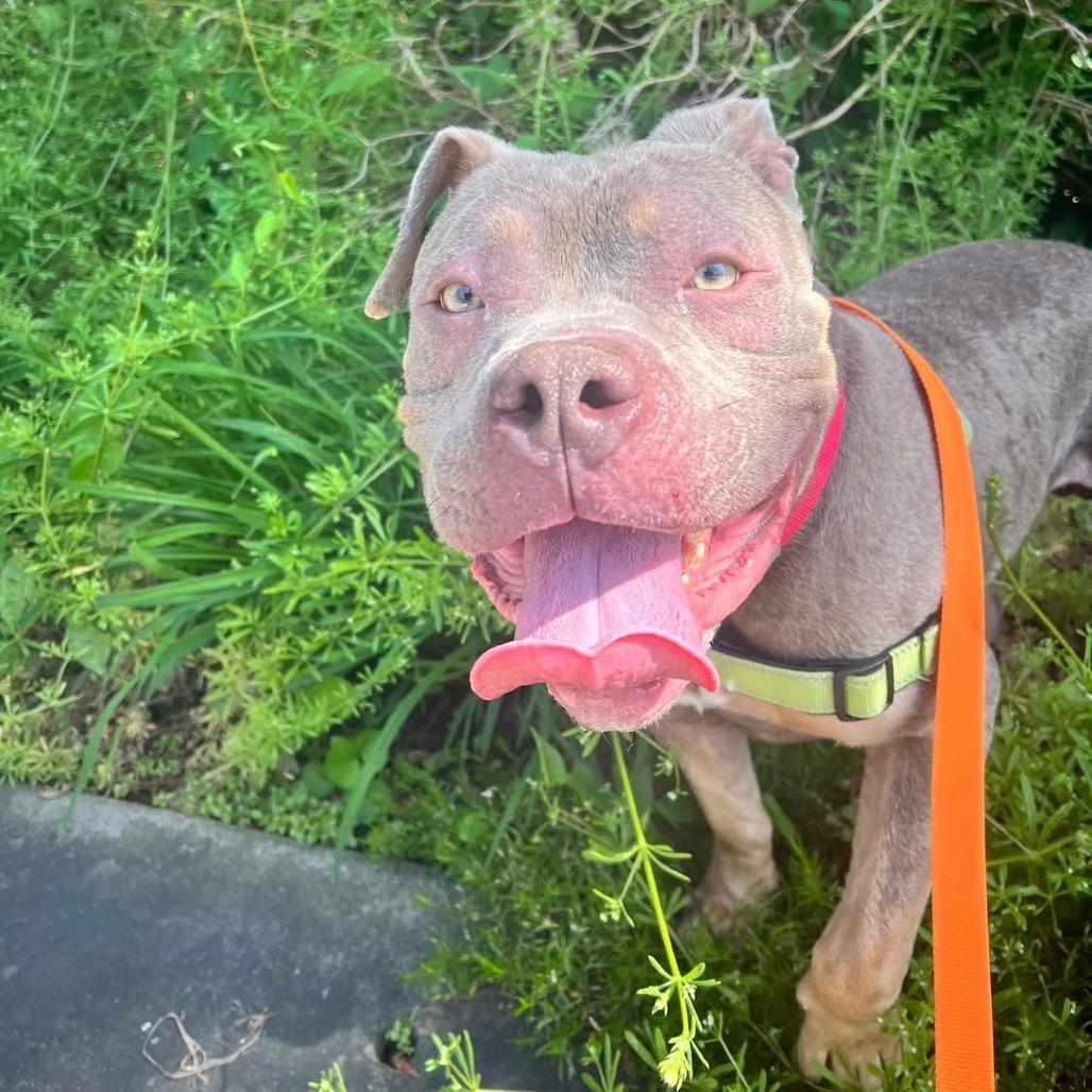 Enlarge Meatball, a Adoptable Mixed Breed in Pittsburgh, PA image 6/6