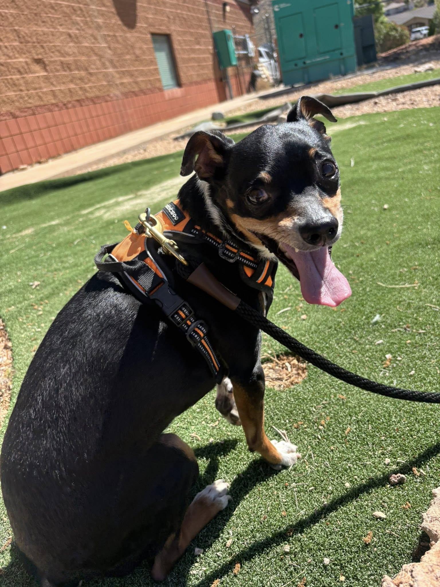 Enlarge Clarkson OR10741-T, an adoptable mixed breed in Beaverton, OR image 1/1