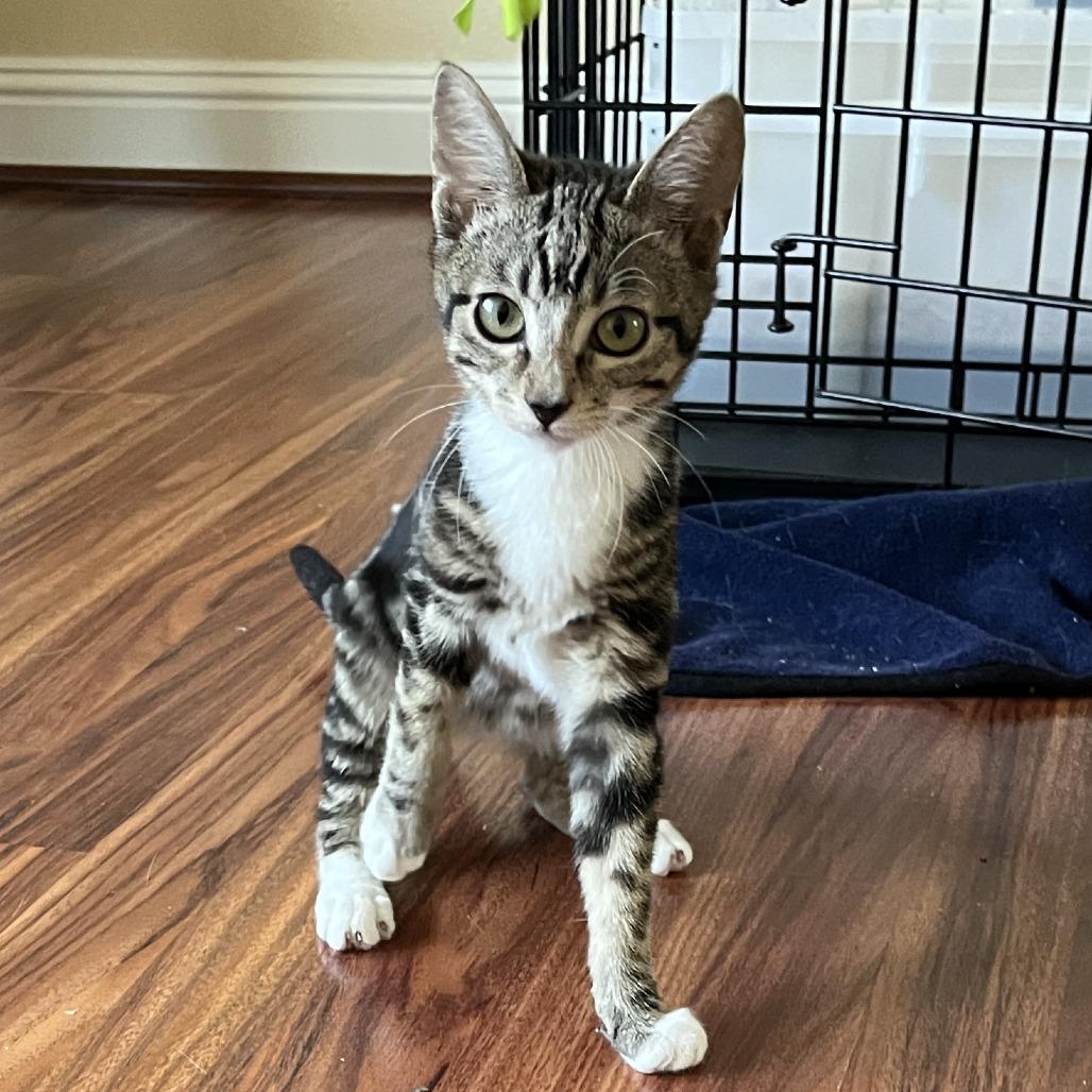 DewDrop, ADOPTABLE, Kitten Female Domestic Short Hair.