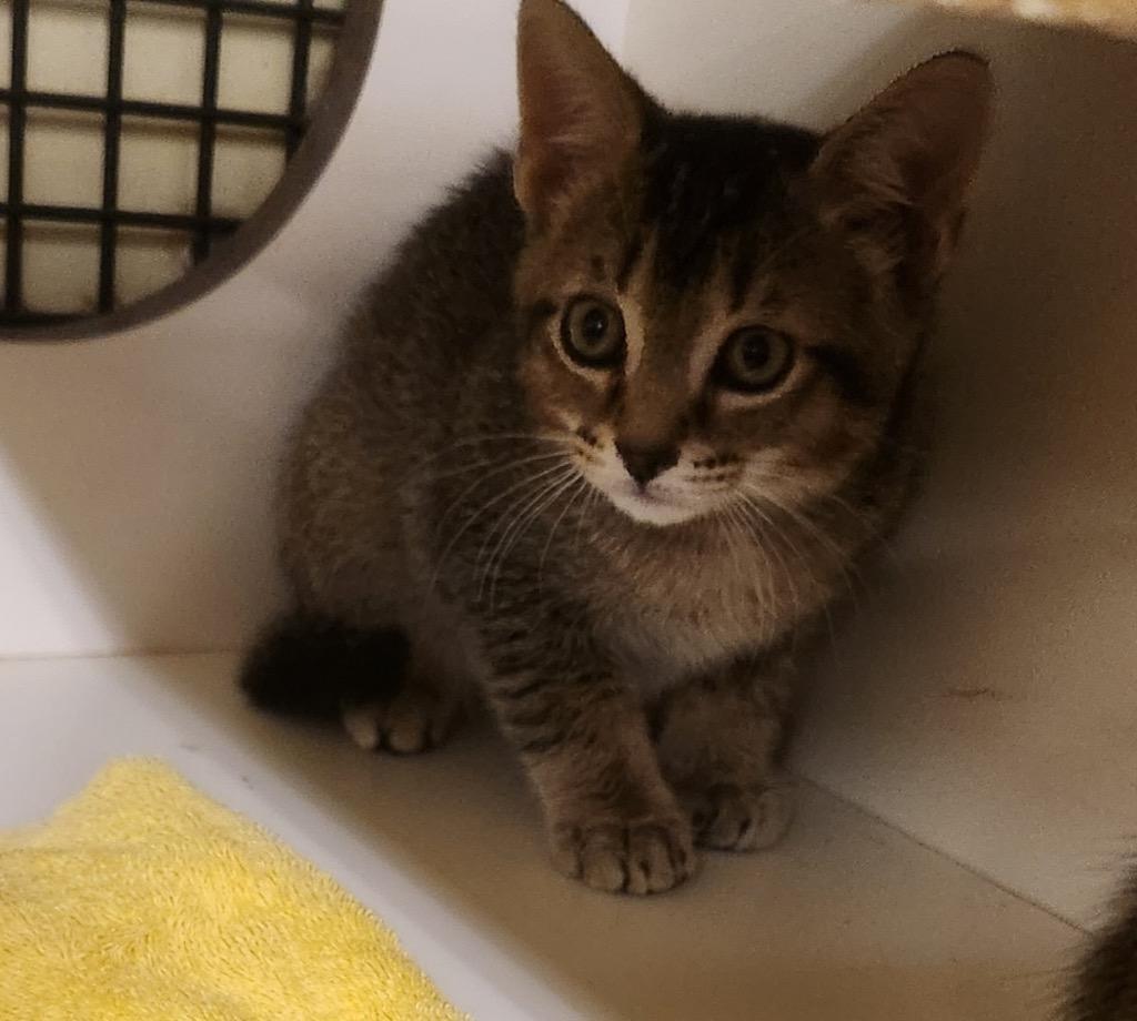 Mowgli aka JD, Adopted, Kitten Male Domestic Short Hair.