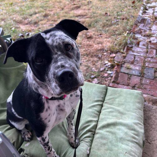 Enlarge Bindy, a Adoptable mixed breed in Georgetown, KY image 1/5