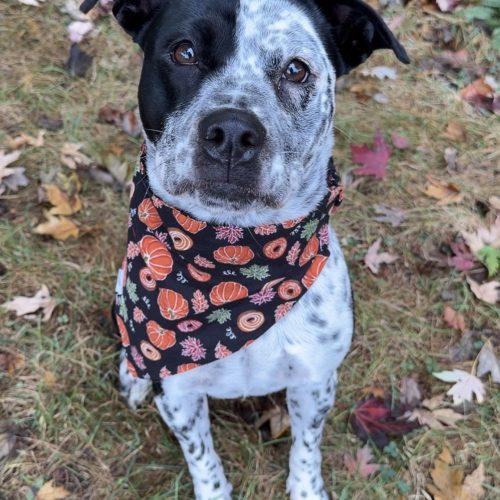 Enlarge Bindy, a Adoptable mixed breed in Georgetown, KY image 2/5