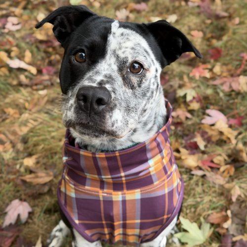 Enlarge Bindy, a Adoptable mixed breed in Georgetown, KY image 3/5