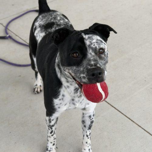 Enlarge Bindy, a Adoptable mixed breed in Georgetown, KY image 4/5
