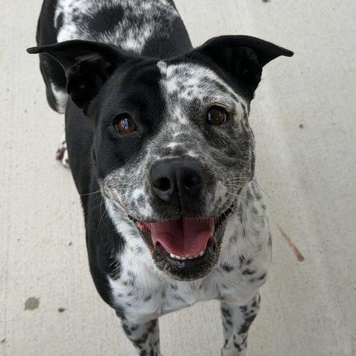 Enlarge Bindy, a Adoptable mixed breed in Georgetown, KY image 5/5