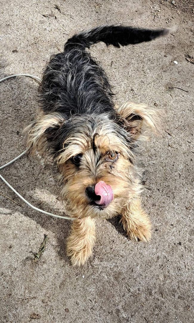 Pixie, a Adopted mixed breed in Brainerd, MN image 1/5