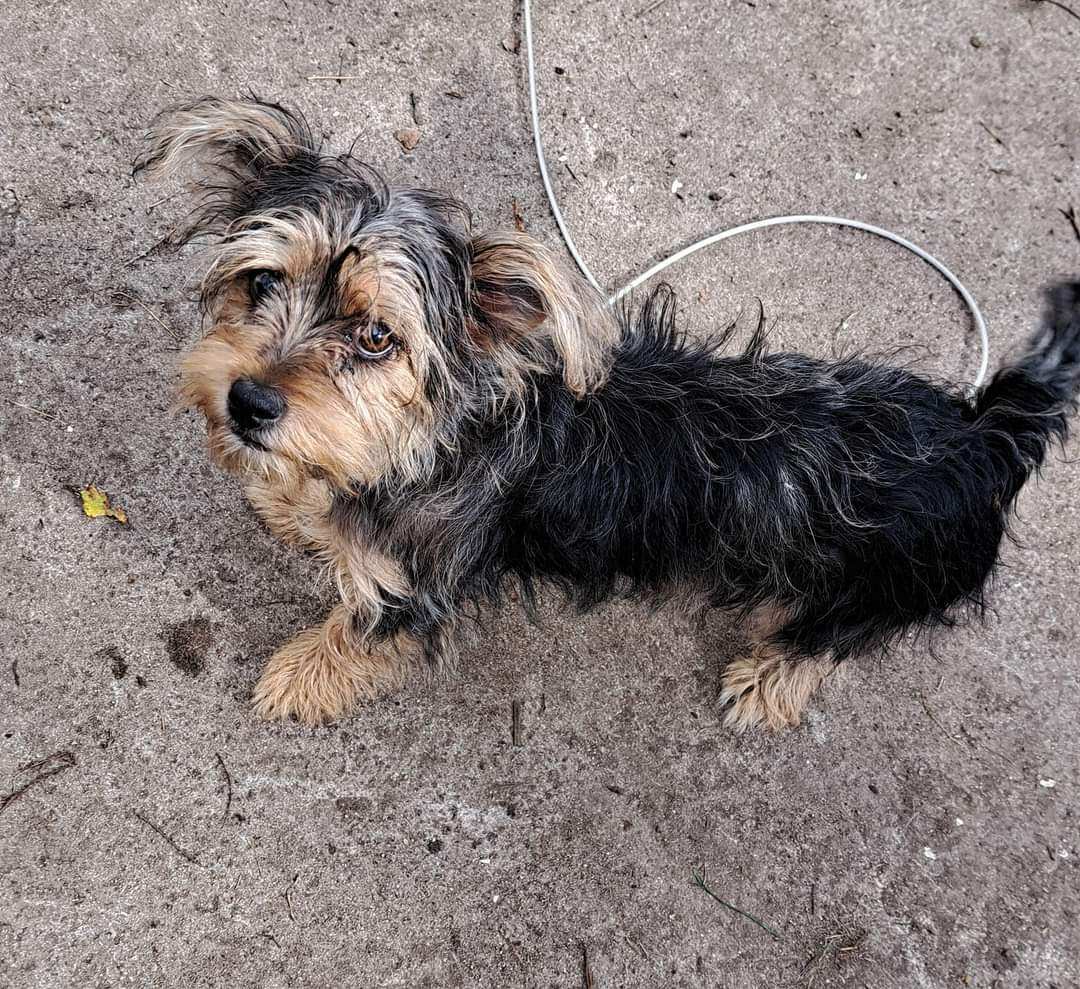 Pixie, a Adopted mixed breed in Brainerd, MN image 2/5