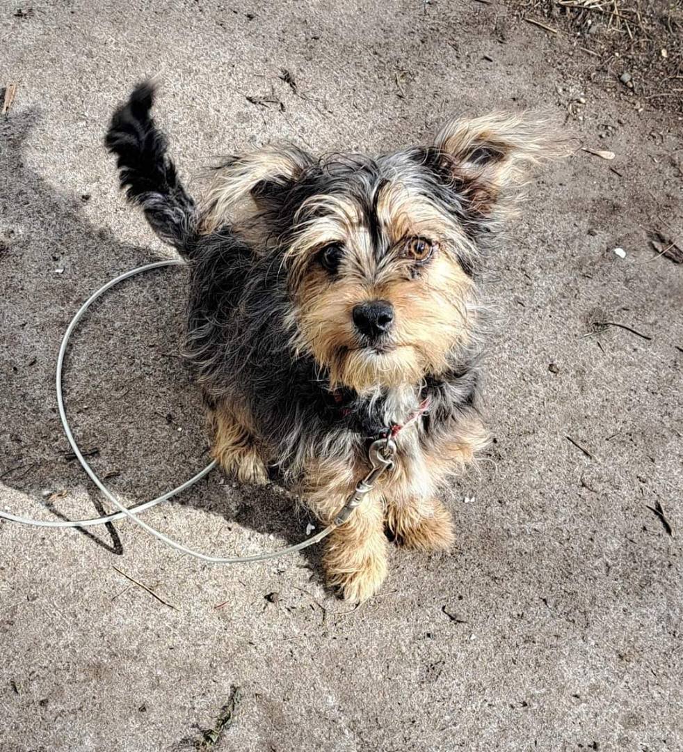 Pixie, a Adopted mixed breed in Brainerd, MN image 3/5