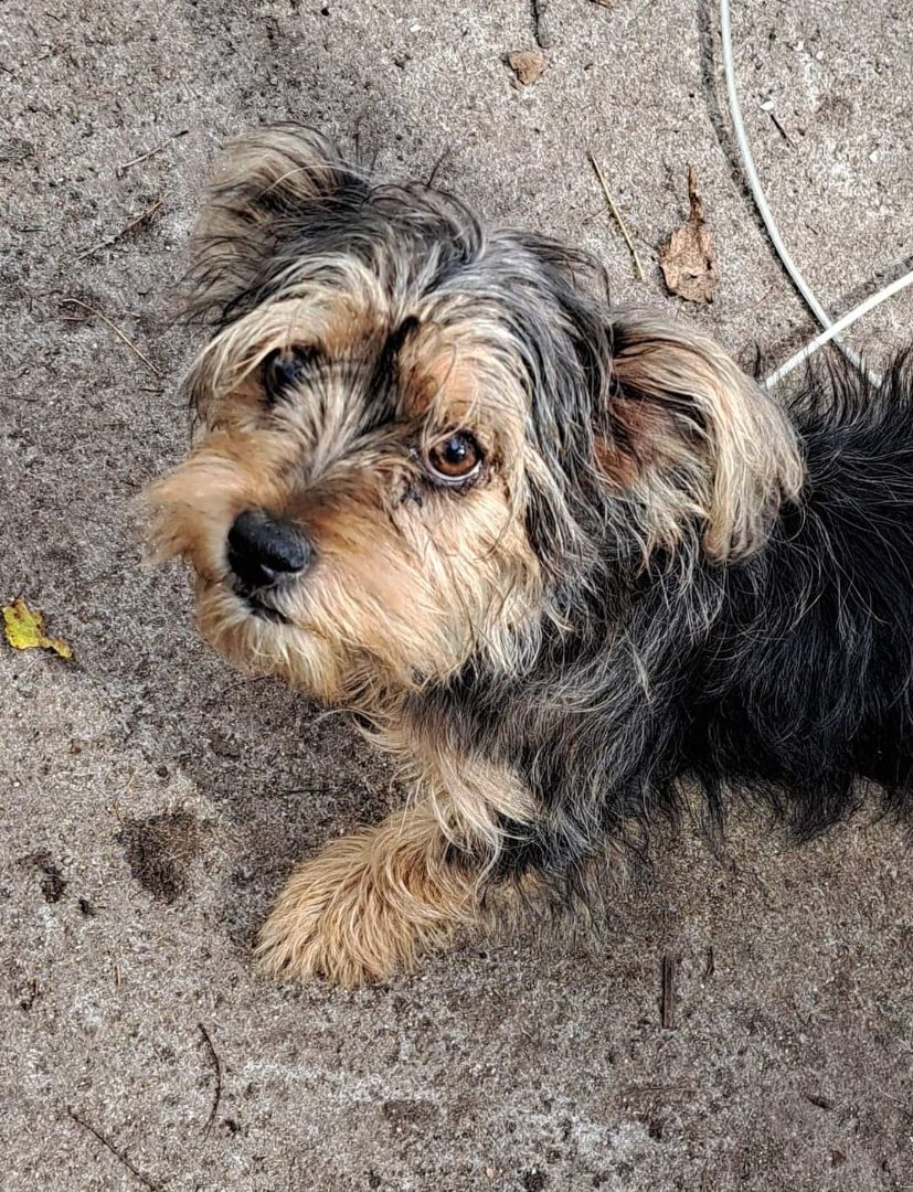 Pixie, a Adopted mixed breed in Brainerd, MN image 4/5