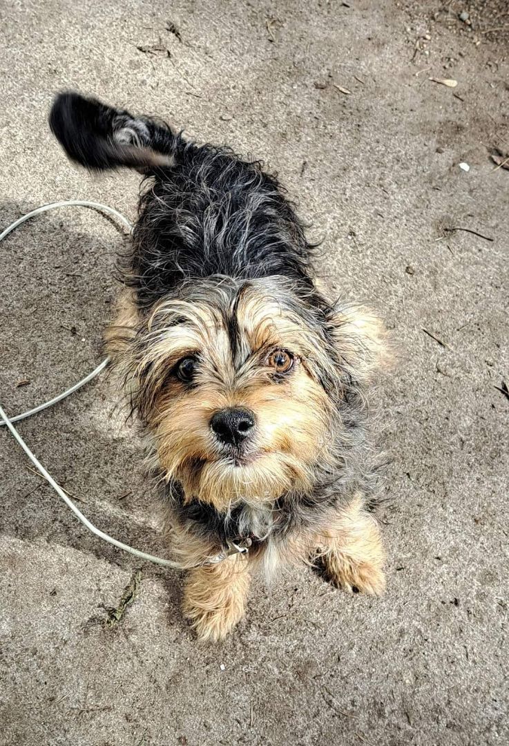 Pixie, a Adopted mixed breed in Brainerd, MN image 5/5