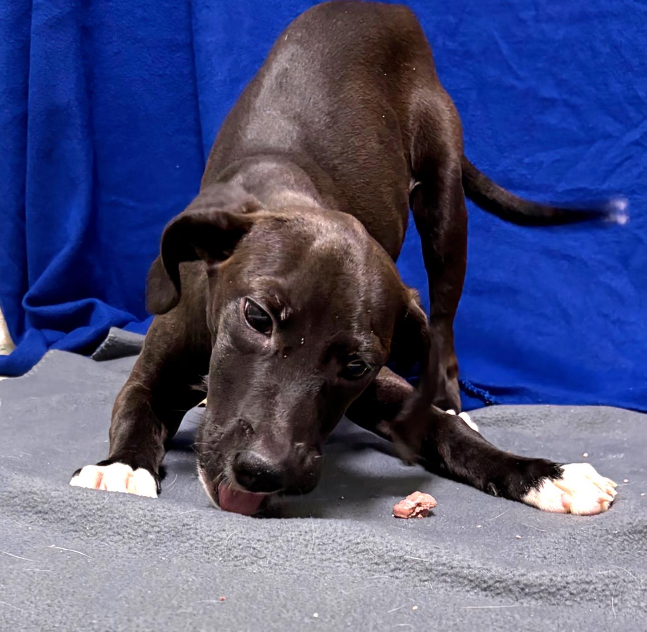 Enlarge Wallace, an adoptable mixed breed in Valdosta, GA image 2/2