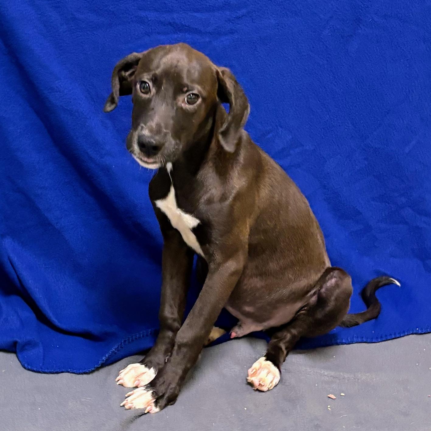 Wallace, adoptable, Puppy Male Pit Bull Terrier.