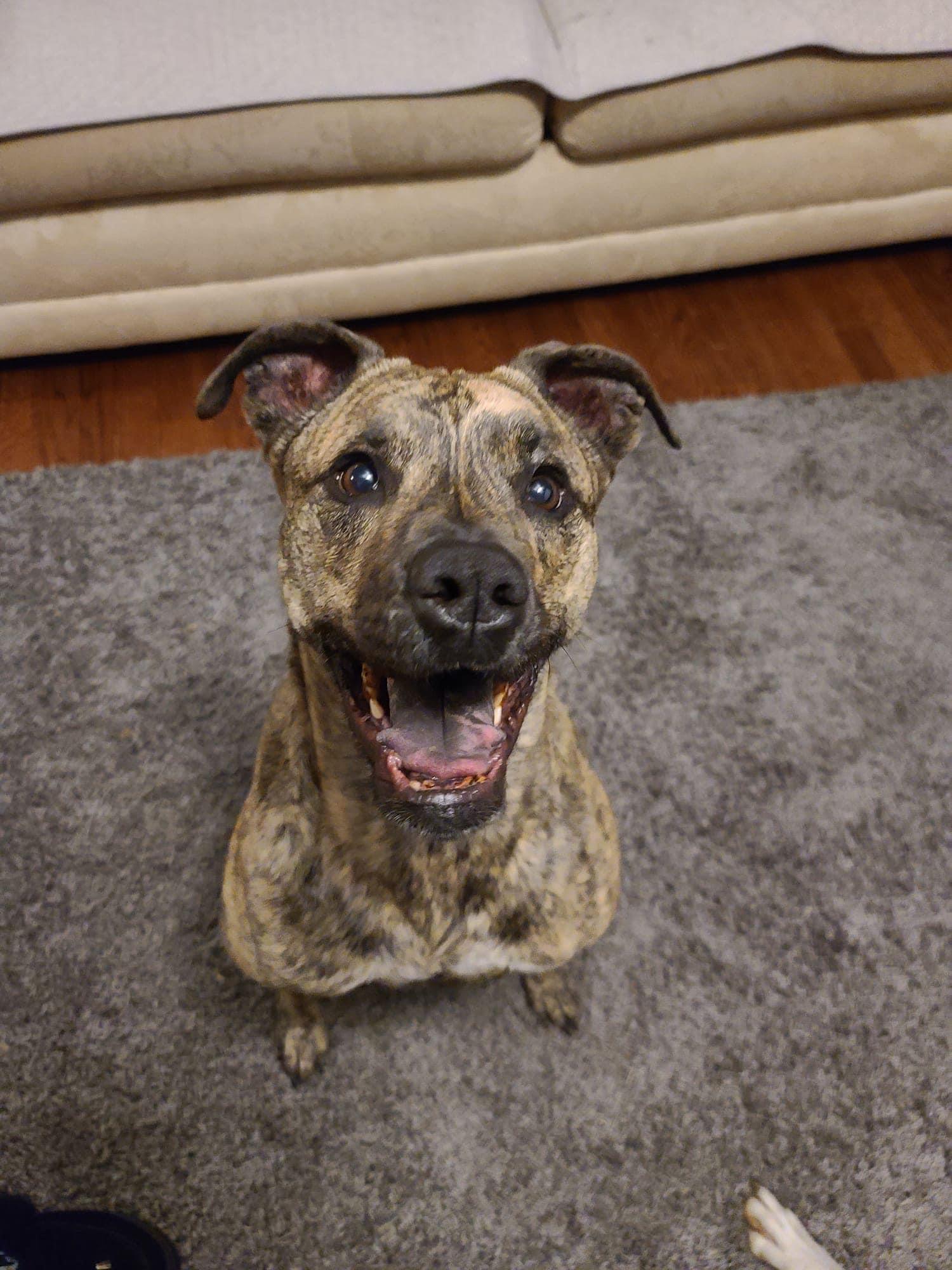 Fanta *BONDED PAIR*, Adoptable, Senior Female Boxer.