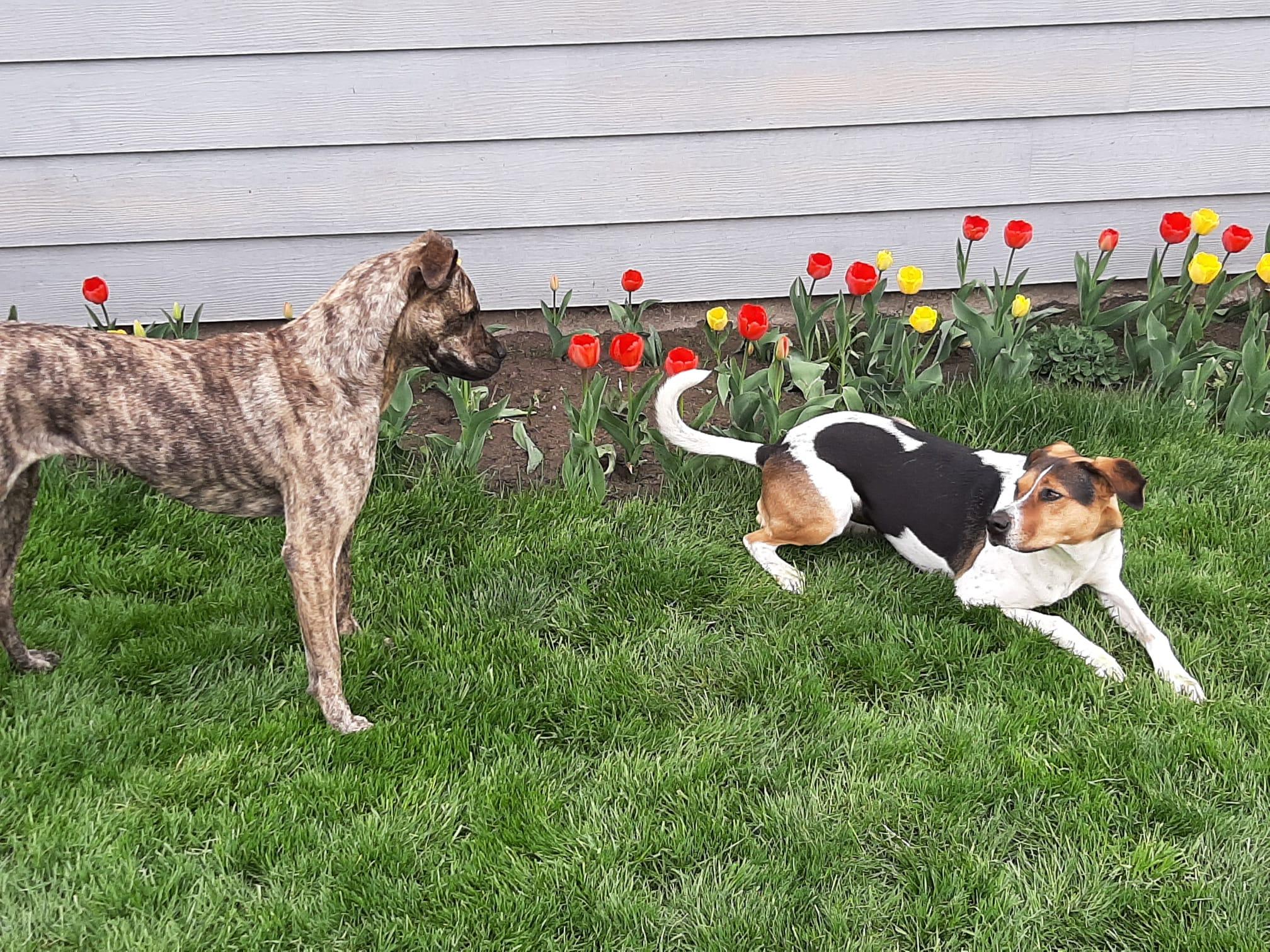 Enlarge Fanta *BONDED PAIR*, a Adoptable mixed breed in Lockport, IL image 2/3